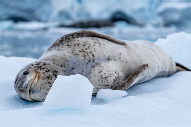 istock Leopard seal (Hydrurga leptonyx) in Antarctica. South Pole. Wild nature. 2198232408