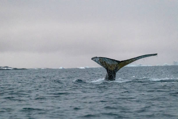 istock Humpback whale's tail. Whales in Antarctica. 2198232471