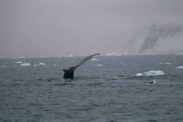 Whale watching scene: Two Humpback whale in the sea. One is showing his back and the other is showing his tail out of water in front of the Icebergs at Ilulissat Icefjord, Greenland