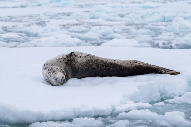 istock Leopard seal (Hydrurga leptonyx) in Antarctica. South Pole. Wild nature. 2198232716