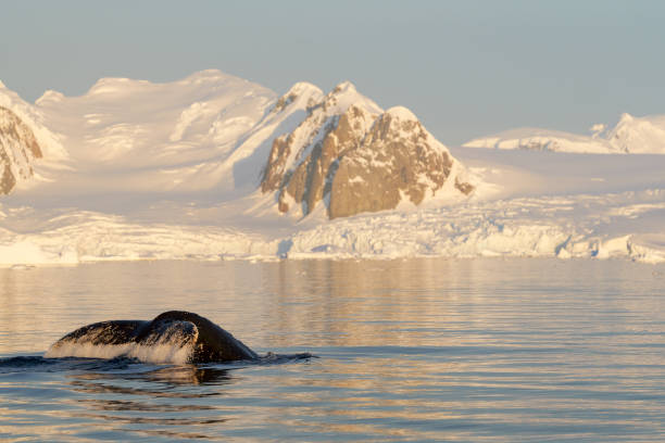 istock Humpback whale's tail. Whales in Antarctica. 2198232771