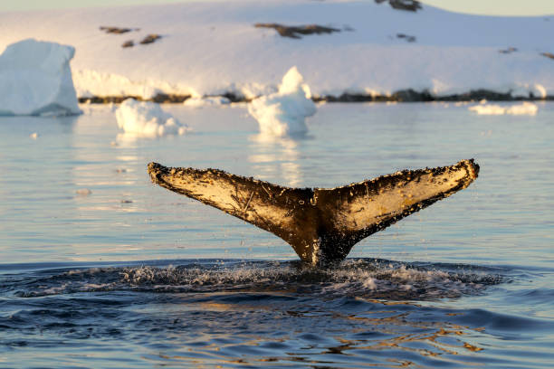 istock Humpback whale's tail. Whales in Antarctica. 2198232839