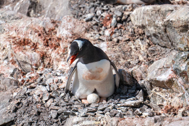 Gentoo penguins in Antarctica. Wild nature.