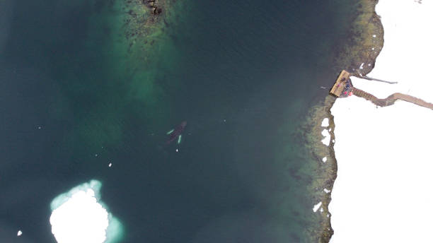 istock Humpback whale under the water. View from above. Southern Ocean, Antarctica. 2198234888