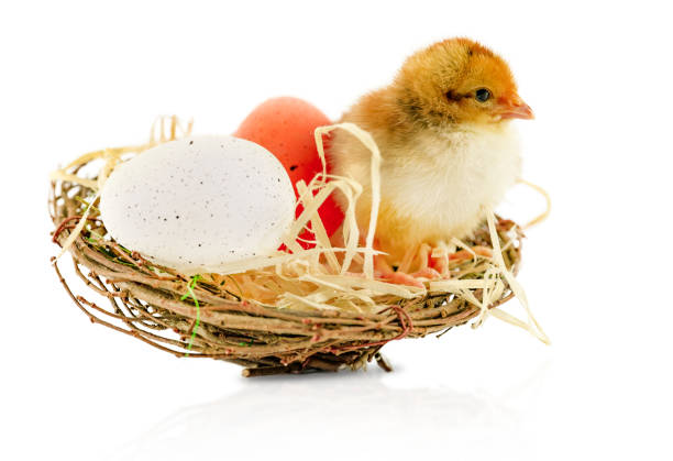 A fluffy baby chick sits in a small nest made of twigs and hay, surrounded by two eggs—one white with speckles and one red. The chick's soft feathers contrast with the textured nest, creating a warm and symbolic representation of new life and Easter. The white background highlights the details and colors, making the image bright and cheerful.