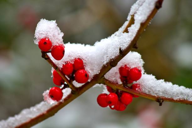 istock Holly Berries in Winter 2198235375