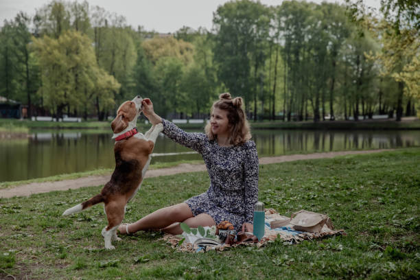 istock Young girl with beagle dog walking in summer 2198236242
