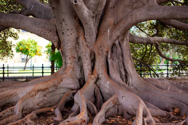 istock Big tree with large roots in the park. 2198236570