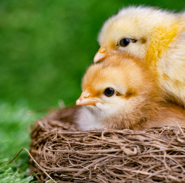 A close-up of two adorable baby chicks nestled together in a straw nest. The chick in the foreground has soft, reddish-brown feathers, while the other has a mix of yellow and white plumage. Their tiny black eyes and delicate beaks are prominently visible, showcasing their fragile and endearing nature. The blurred green grass in the background adds a natural and fresh atmosphere to the image, emphasizing the warmth and comfort of their nest.