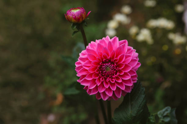A beautiful dahlia in a garden. Shot with a Canon 5D Mark IV.