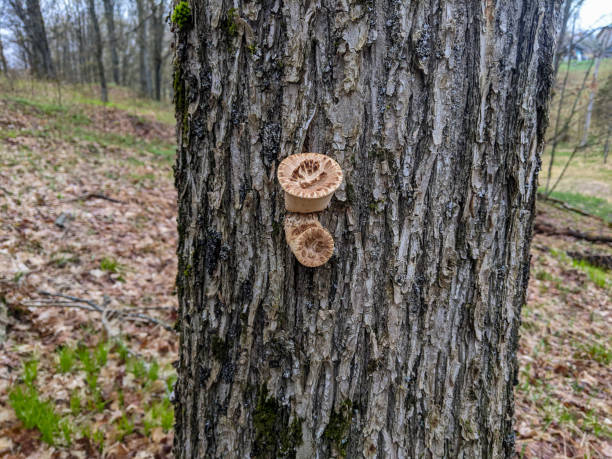 istock Young Dryad's Saddle Mushrooms growing on a tree trunk 2198238903