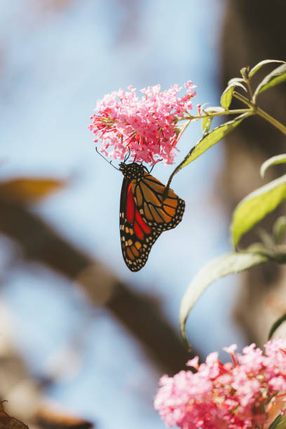 istock Monarch Butterfly on Butterfly Bush Flower 2198239510