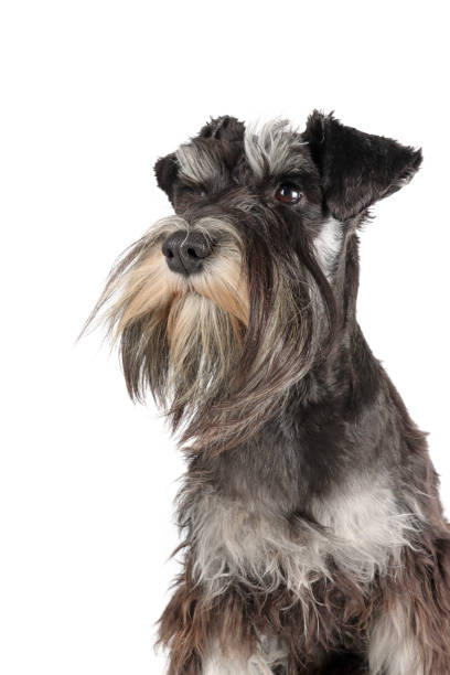 istock Adorable little Miniature Schnauzer dog 2198241961