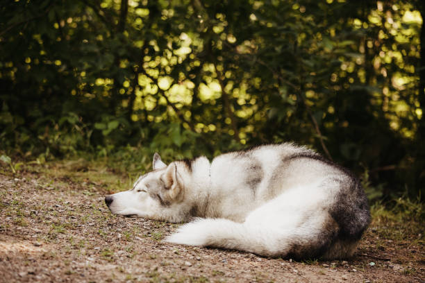 istock Husky in the Garden 2198242109