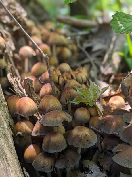 istock Glistening Inky Cap Mushrooms (Mica Cap) 2198244823