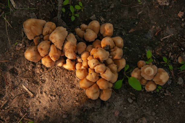 istock Glistening Inky Cap Mushrooms (Mica Cap) 2198245067