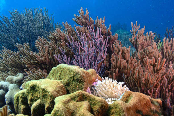 istock Caribbean coral garden, Bonaire 2198248470