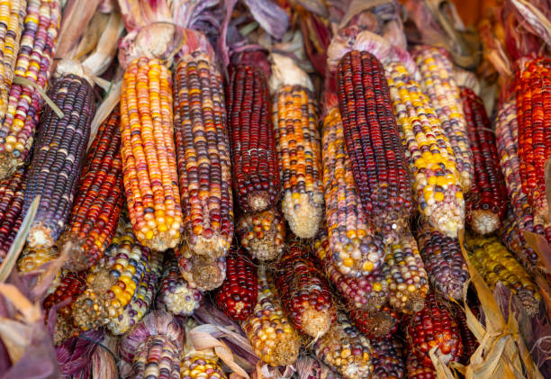 istock colorful ears of indian corn 2198248541
