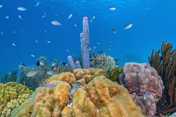 istock Caribbean coral garden, Bonaire 2198248834