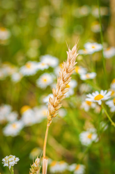 istock Close-up of wheat ears on a sunny day 2198249174