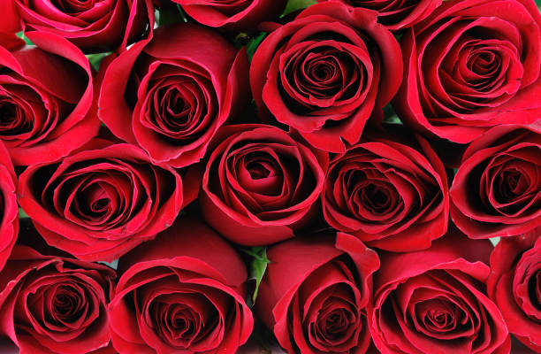 istock fresh red roses in a bouquet as background 2198249179
