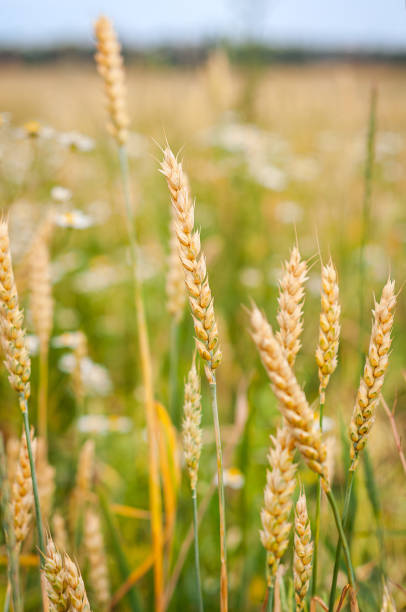 istock Golden wheat field in summer sunlight 2198249189