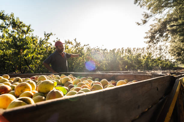 Mature farmer man on peach farm