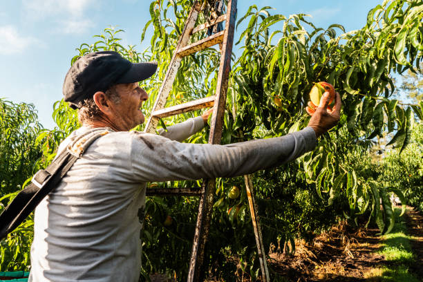 istock Mature man picking peaches from a tree on the farm 2198250261