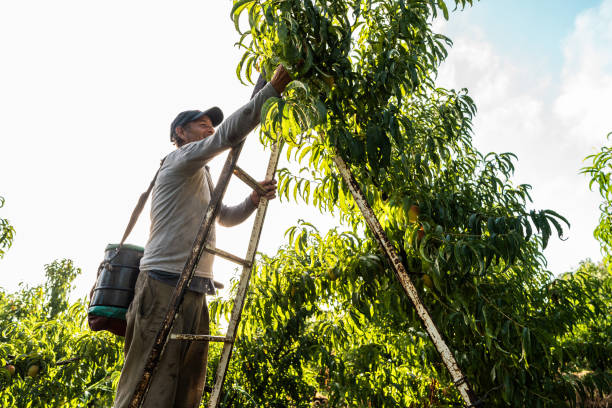 istock Mature man picking peaches from a tree on the farm 2198250262