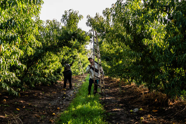 Farmer workers on agricultural field