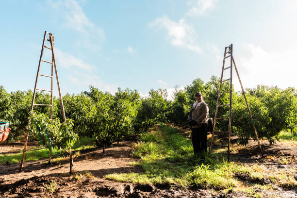 Farmer workers on agricultural field