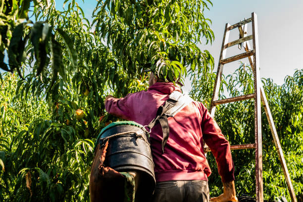 istock Young farmer man picking peaches from a tree on the farm 2198250494