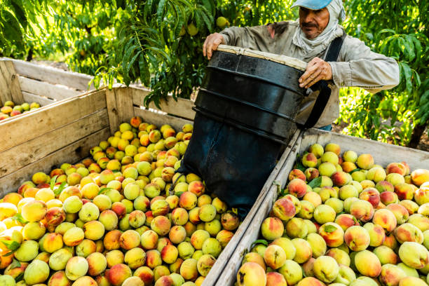 istock Farmer putting peaches on box at farm 2198250504
