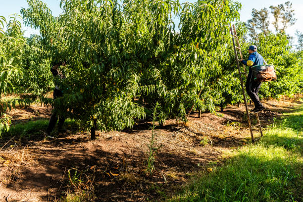 Farmers picking peaches at farm
