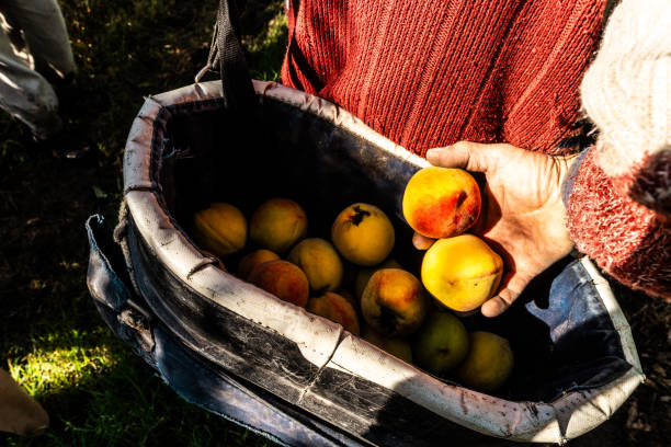 Close-up of man putting peaches on bag