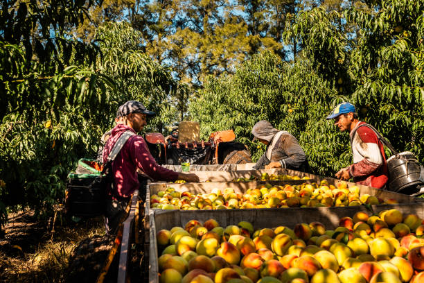 istock Farmers picking peaches at farm 2198250846