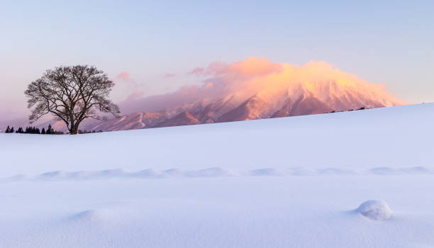 The famous Lone Cherry Blossom tree with majestic dawn light on Mt. Iwate and a snow covered landscape.