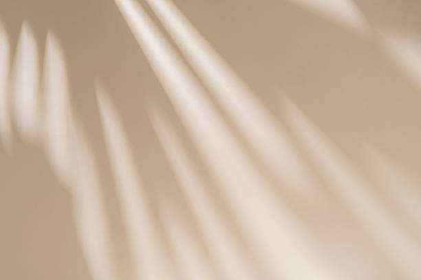 Gray shadow of the leaves