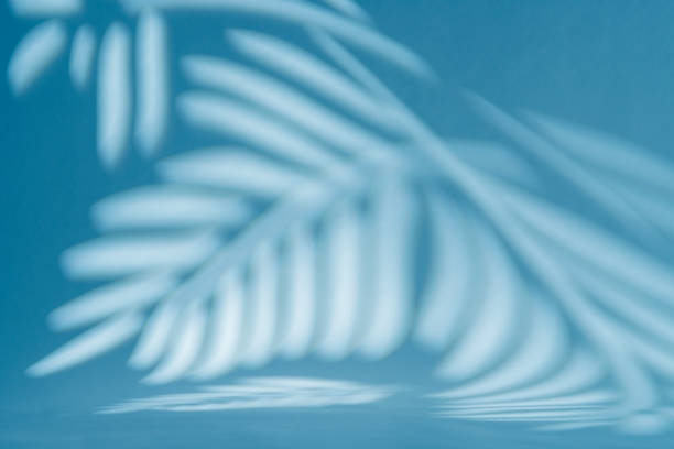 Gray shadow of the leaves