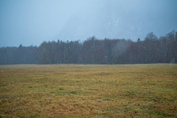 Soft snow is falling over a vast grassy area and nearby trees in winter.