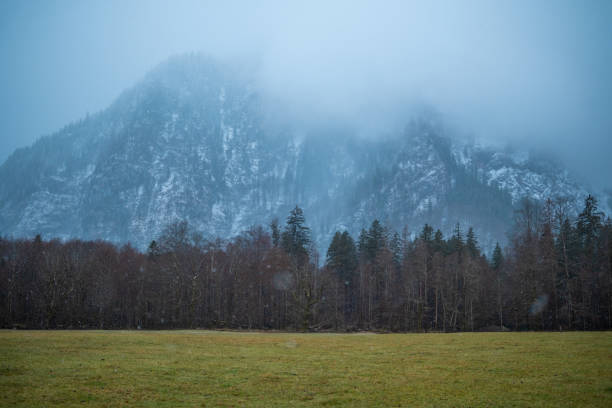 Mist envelops mountains while bare trees stand tall near a green field.