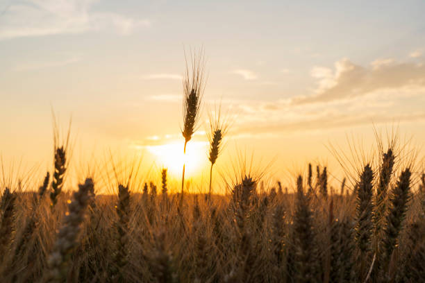 istock Ripe wheat fields in the evening，The wheat is ripe. 2198261783