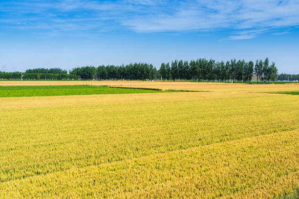 The wheat fields are under the blue sky and white clouds