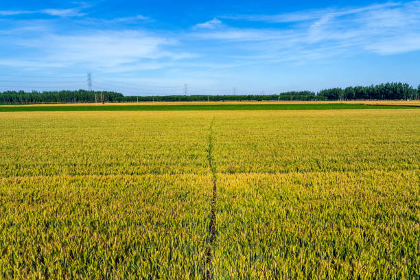 The wheat fields are under the blue sky and white clouds