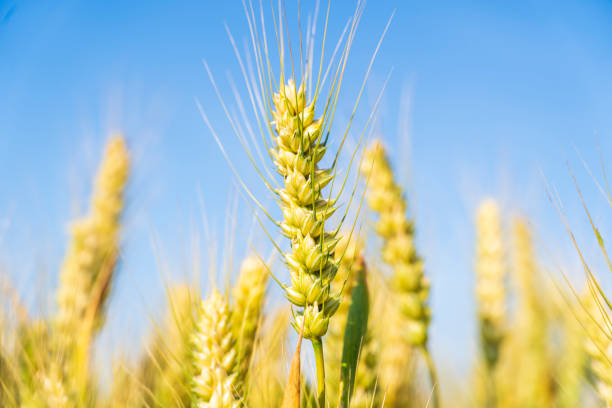 The wheat fields are under the blue sky and white clouds