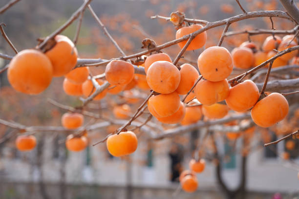 Persimmon trees are in autumn. In autumn, the persimmons on the trees are ripe