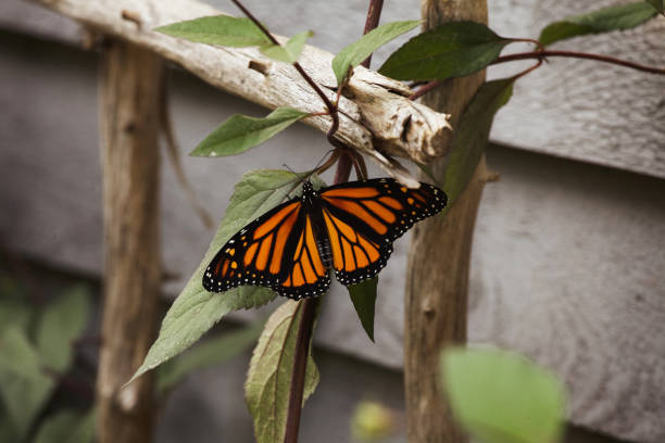 A beautiful monarch butterfly in a garden. She has just recently emerged from her chrysalis.
