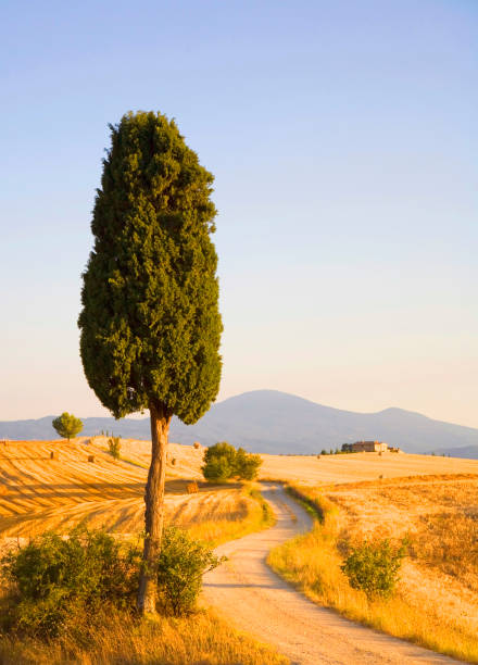 istock Tuscany,  farmland 2198265125