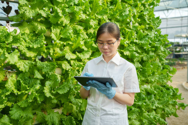 istock Workers recording the growth of vegetables grown without soil 2198265425