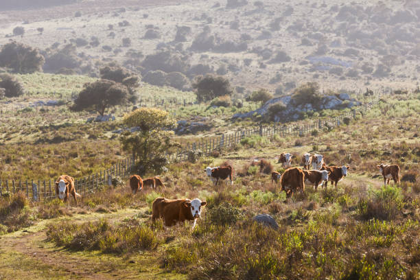 A medium-sized herd grazes freely in a natural grassland meadow in a extensive livestock farm in Uruguay.gras